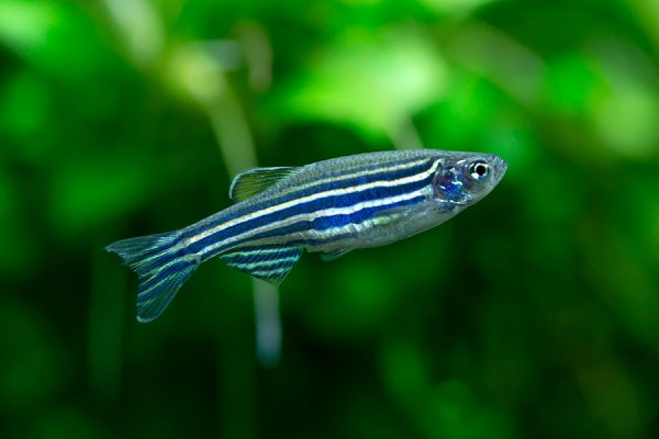 Zebrafish embryos as ...