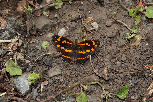 Alien species revises systematic status: integrative species delimitation of two similar taxa of Symbrenthia